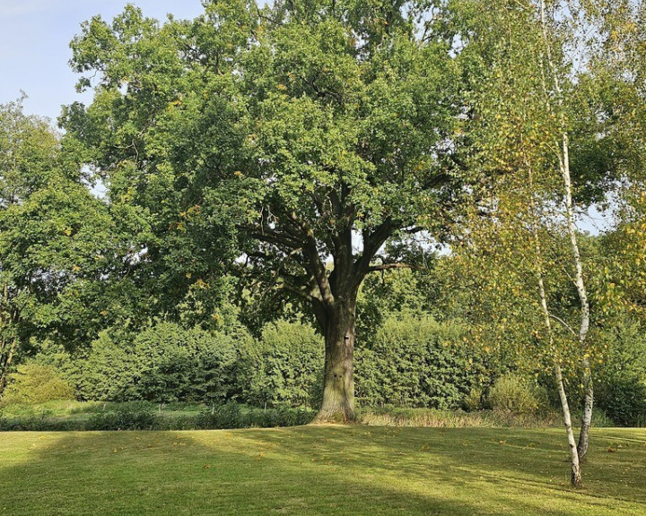 Działka Sprzedaż Różanki