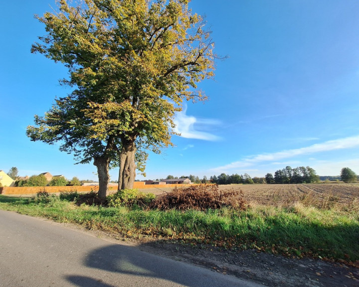 Działka Sprzedaż Ściechów