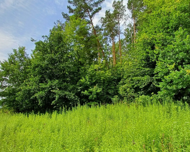 Działka Sprzedaż Jenin